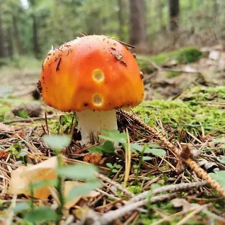 Lägenhet Chillout-aparts