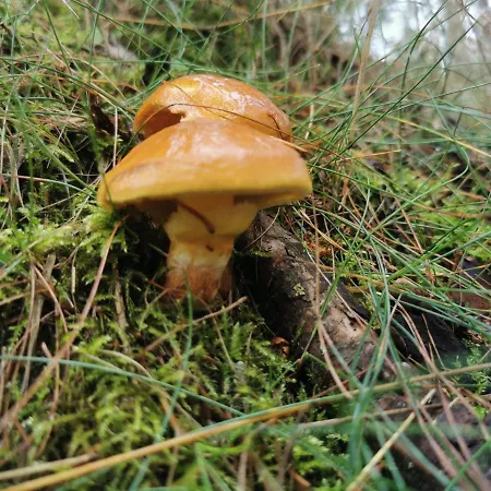 Chillout-aparts Lägenhet Świeradów-Zdrój