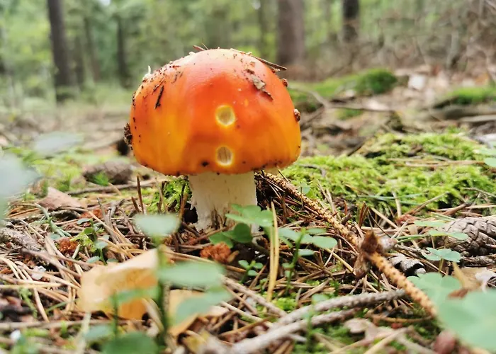 Apartament Chillout-aparts