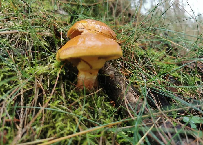 Chillout-aparts Apartament Świeradów-Zdrój